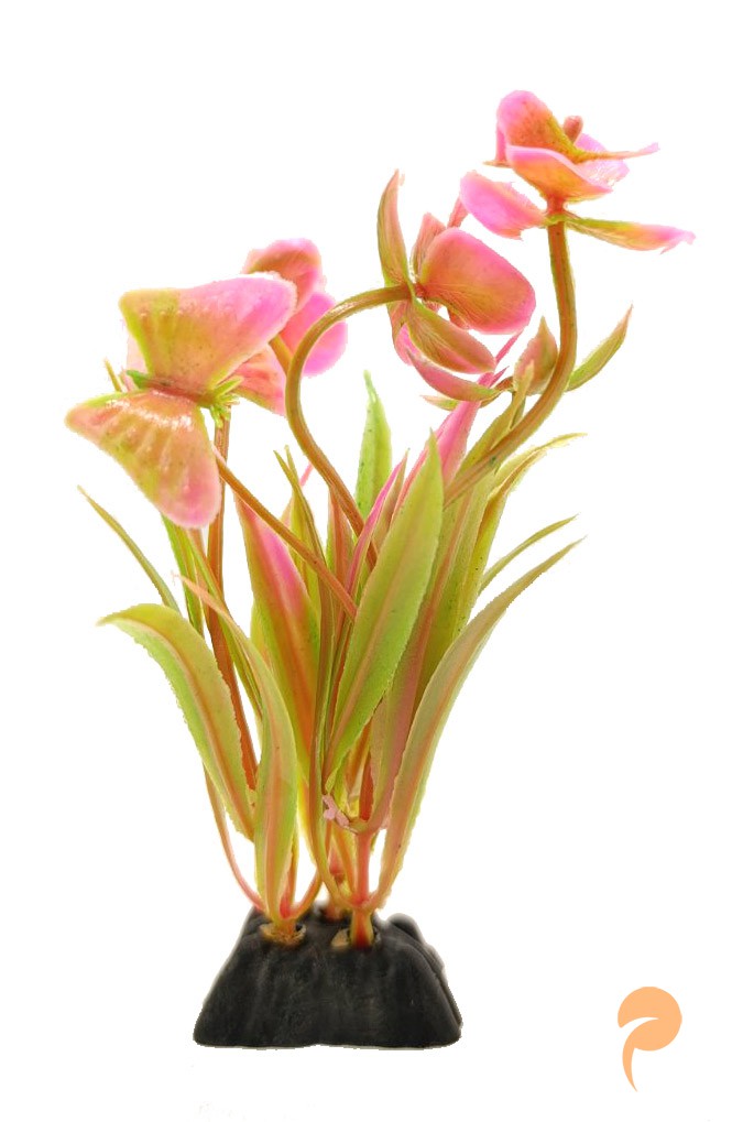 Фото1.Рослина акваріумна, 3х10 см